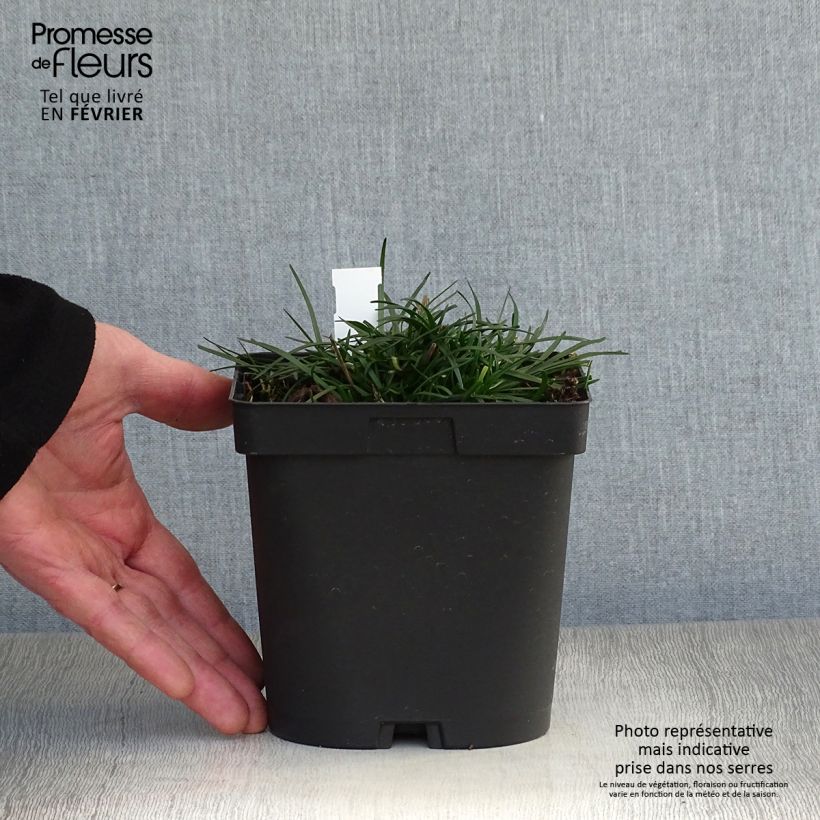 Example of Armeria maritima Düsseldorfer Stolz - Engels gras Pot van 2 l/3 l as you get in hiver