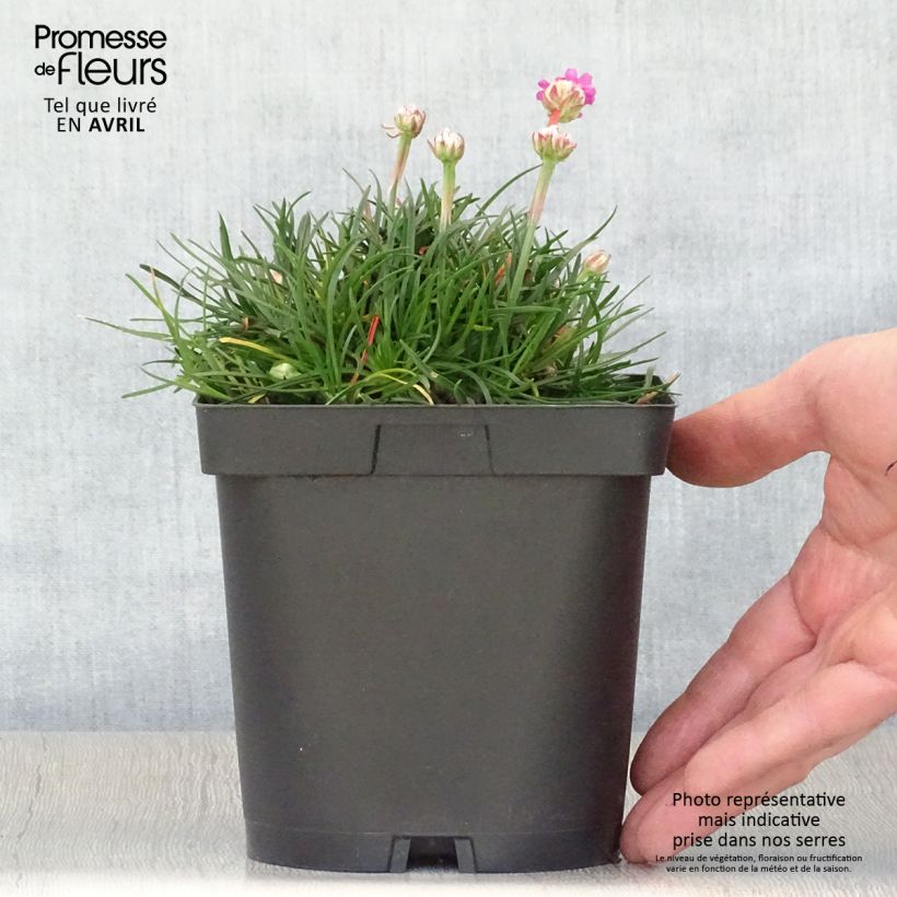 Exemplaar van Armeria maritima Düsseldorfer Stolz - Engels gras Pot van 2 l/3 l zoals geleverd in de lente