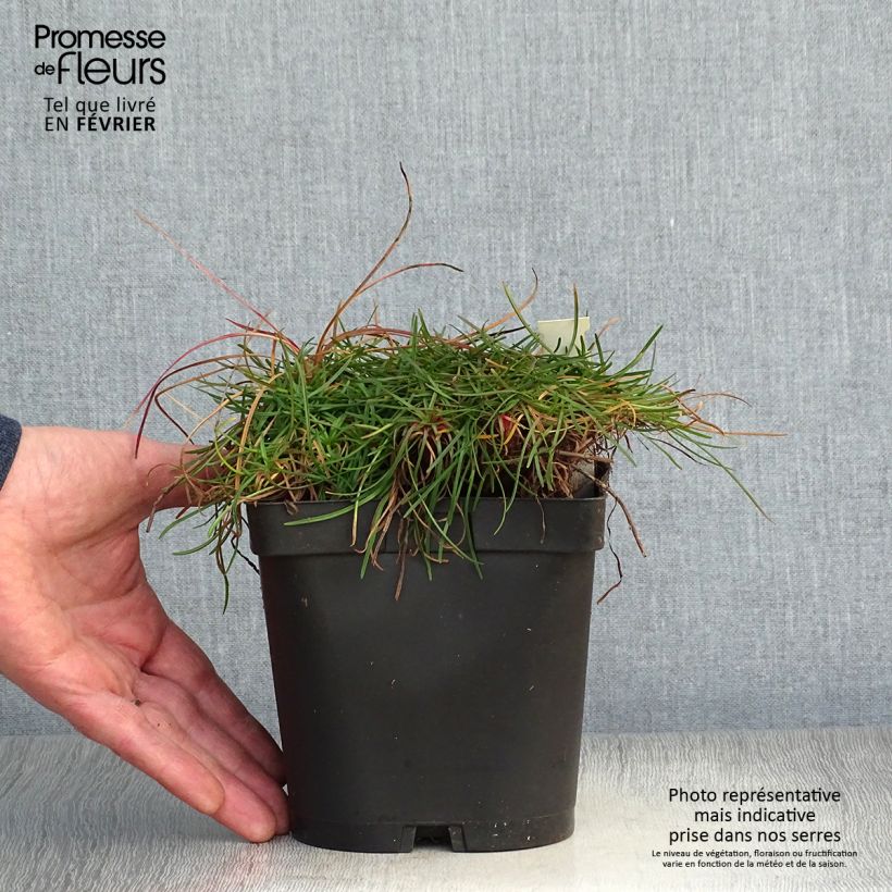 Example of Armeria maritima splendens - Strandkruid Pot van 2 l/3 l as you get in hiver