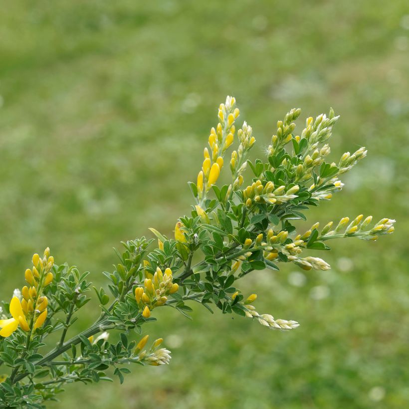Cytisus scoparius Golden Sunlight - Brem (Foliage)
