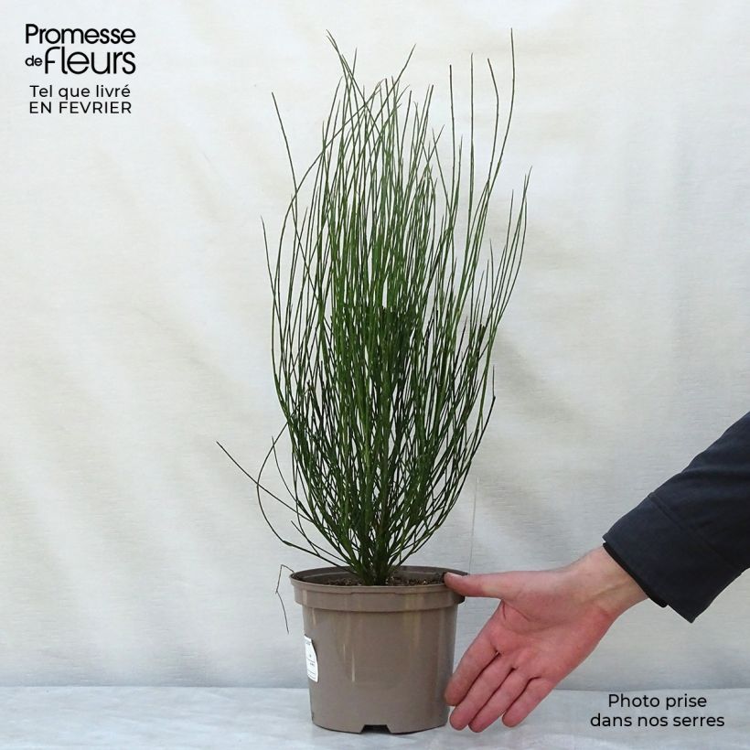 Example of Genêt - Cytisus Hollandia Pot van 2 l/3 l as you get in hiver