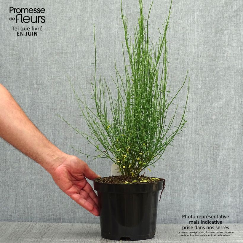 Exemplaar van Cytisus procumbens Zeelandia - Brem Pot van 1,5 l/2 l zoals geleverd in de zomer