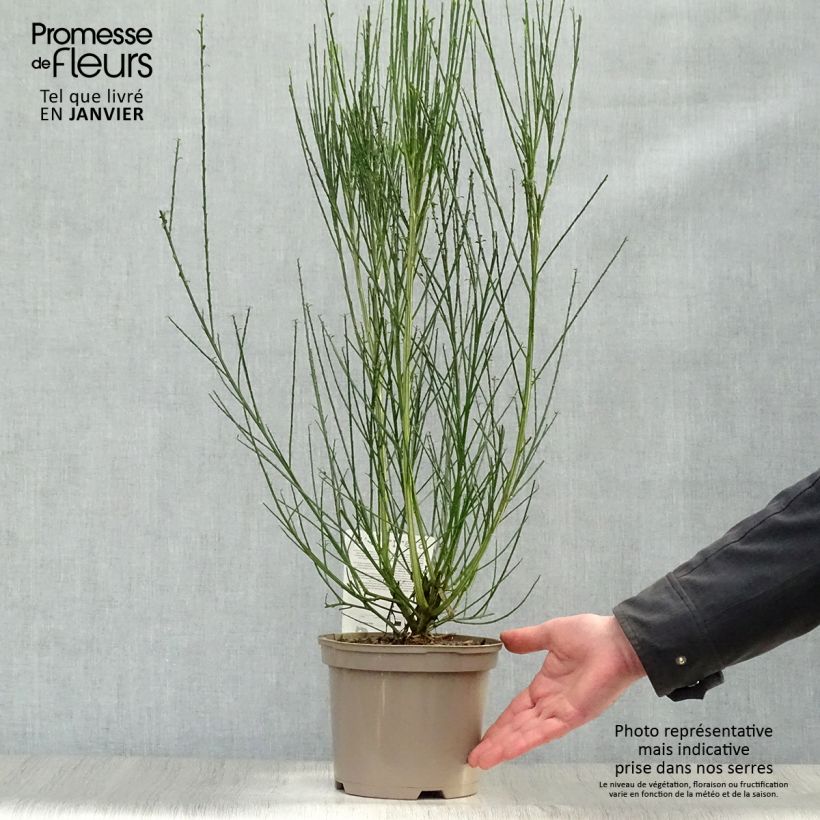 Example of Genêt - Cytisus scoparius Palette Pot van 2 l/3 l as you get in hiver