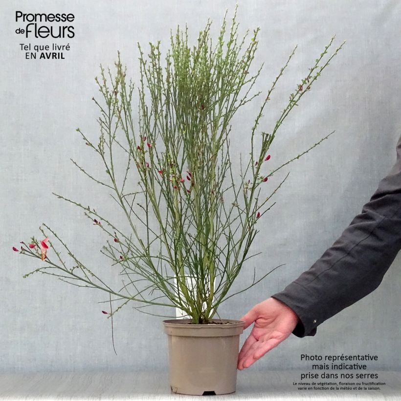 Exemplaar van Cytisus scoparius Palette - Brem Pot van 2 l/3 l zoals geleverd in de lente