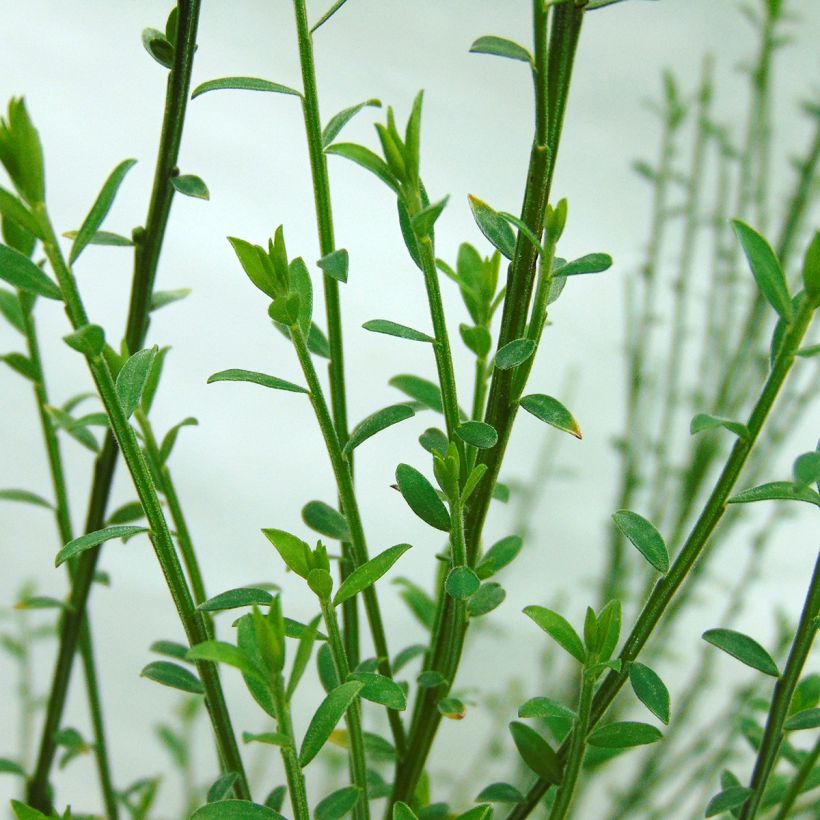 Cytisus scoparius Andreanus - Brem (Foliage)