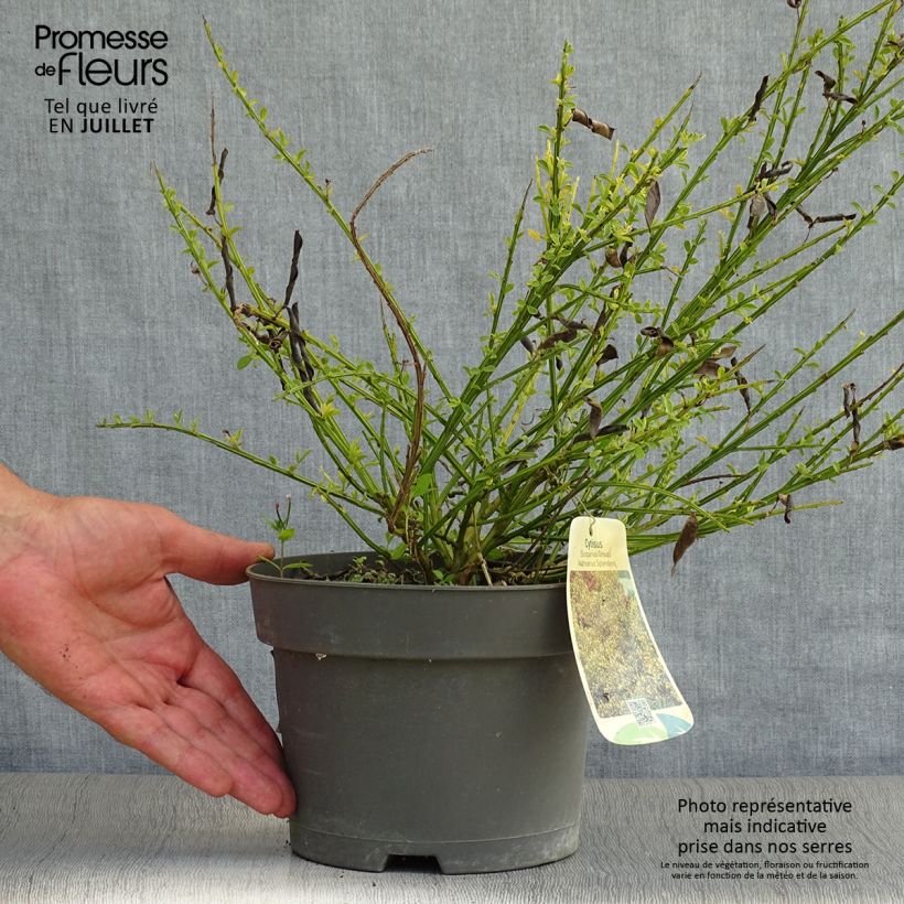 Exemplaar van Cytisus scoparius Andreanus - Brem Pot van 2 l/3 l zoals geleverd in de zomer