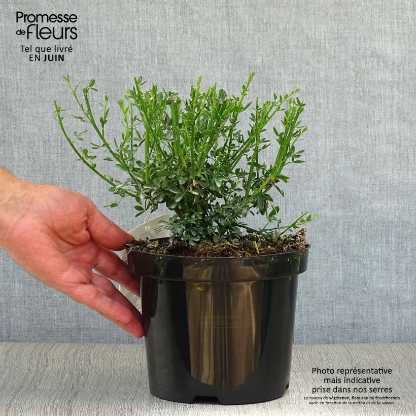 Exemplaar van Cytisus scoparius Goldfinch - Brem Pot van 2 l/3 l zoals geleverd in de zomer