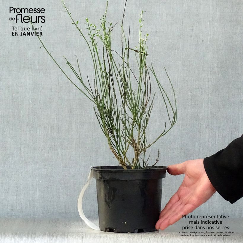Example of Genêt à balais - Cytisus scoparius La Coquette Pot van 2 l/3 l as you get in hiver