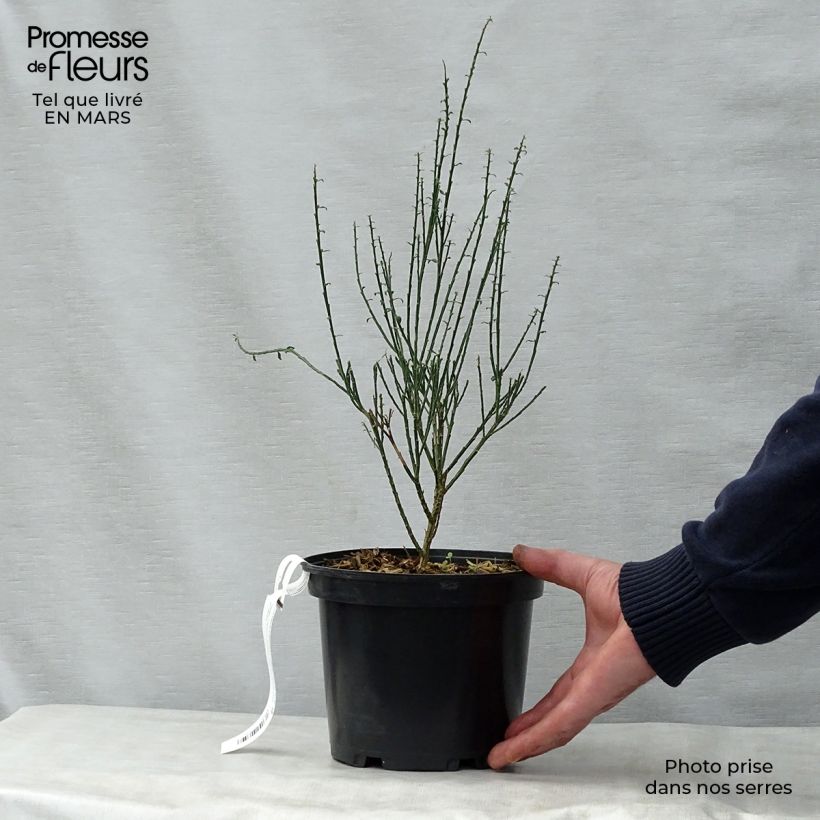Exemplaar van Cytisus scoparius La Coquette - Brem Pot van 2 l/3 l zoals geleverd in de lente