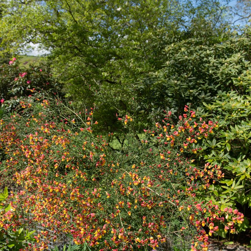 Cytisus scoparius La Coquette - Brem (Plant habit)