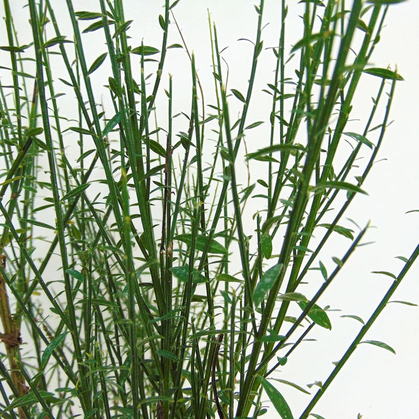 Cytisus scoparius Lena - Brem (Foliage)
