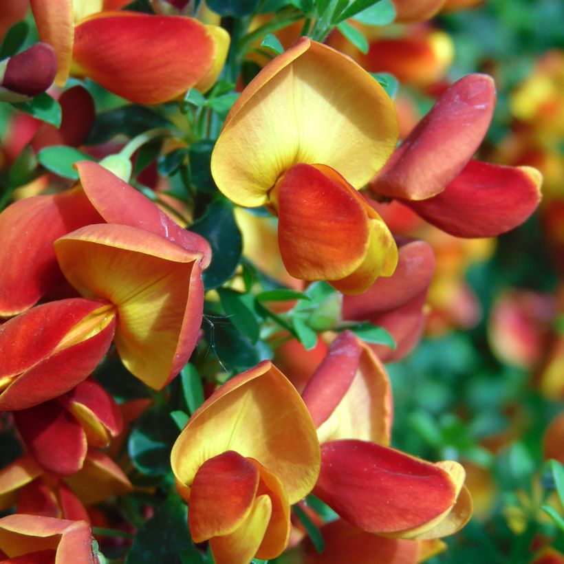 Cytisus scoparius Lena - Brem (Flowering)
