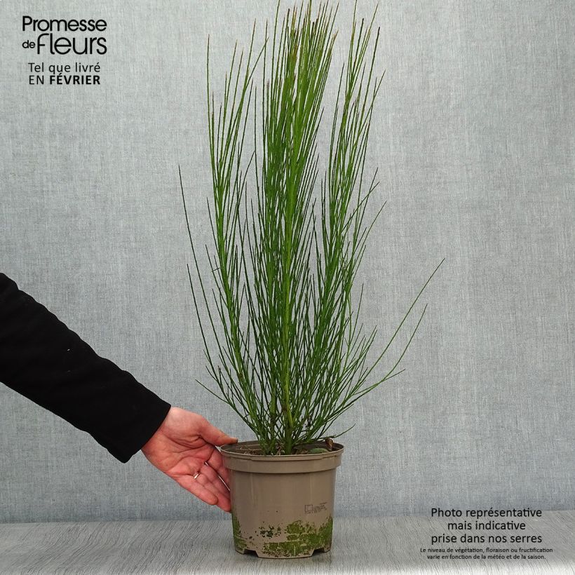 Example of Genêt à balais - Cytisus scoparius Lena Pot van 2 l/3 l as you get in hiver