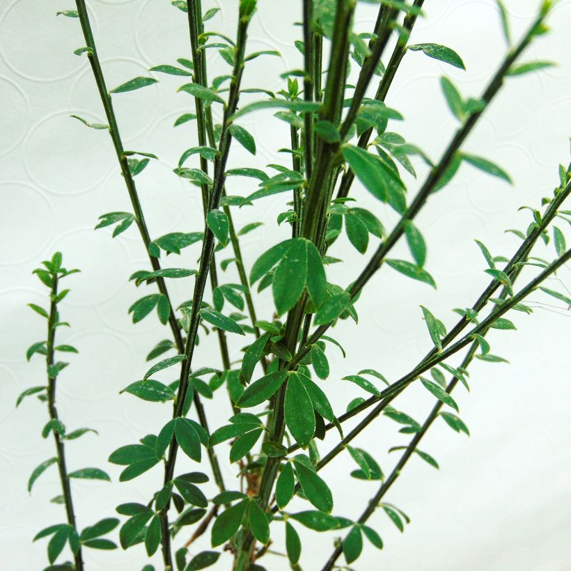 Cytisus scoparius Luna - Brem (Foliage)