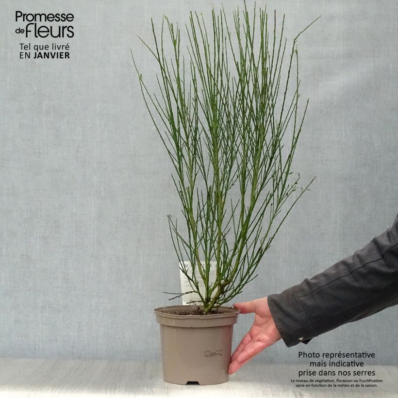 Example of Cytisus scoparius Luna - Brem Pot van 2 l/3 l as you get in hiver