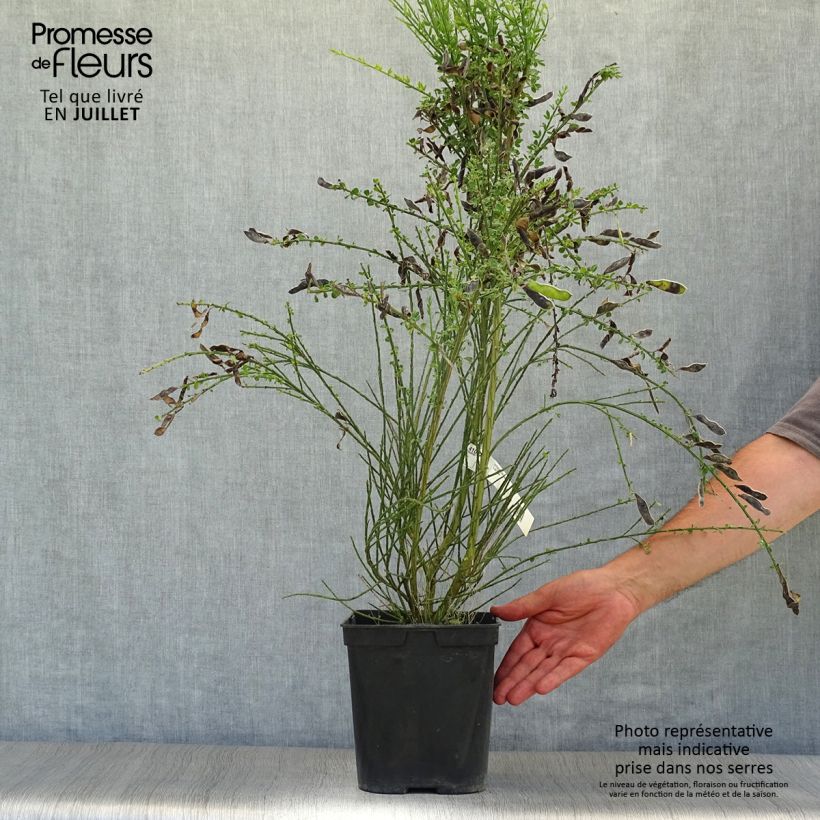 Exemplaar van Cytisus scoparius Luna - Brem Pot van 2 l/3 l zoals geleverd in de zomer