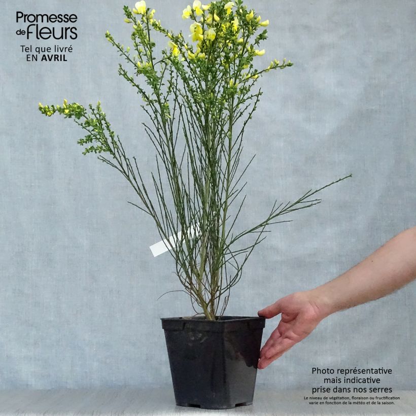 Exemplaar van Cytisus scoparius Luna - Brem Pot van 2 l/3 l zoals geleverd in de lente