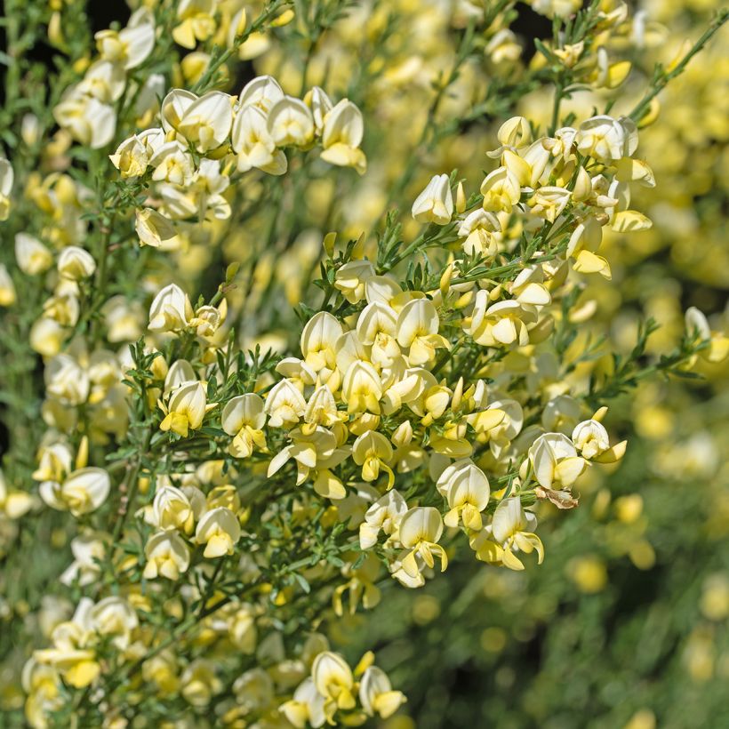 Cytisus scoparius Luna - Brem (Flowering)