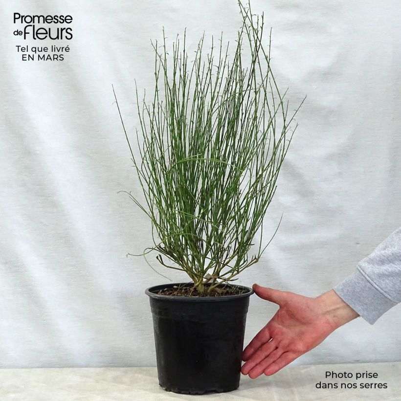 Exemplaar van Cytisus scoparius Moyclare Pink - Brem Pot van 4 l/5 l zoals geleverd in de lente