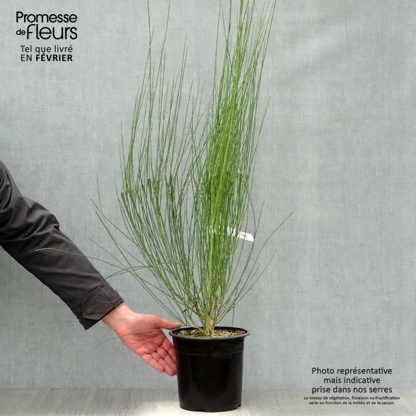 Example of Genêt à balais - Cytisus scoparius Moyclare Pink Pot van 4 l/5 l as you get in hiver