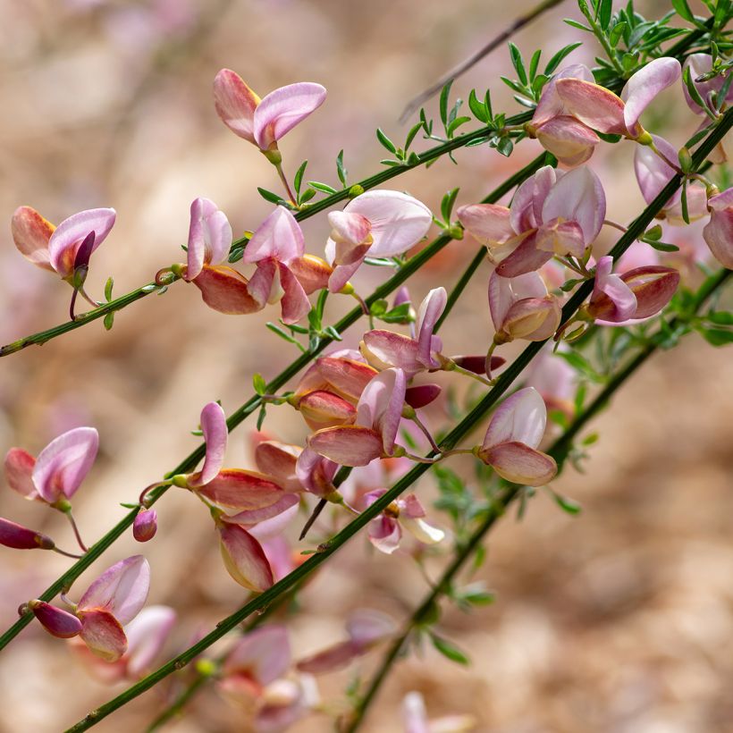 Cytisus scoparius Moyclare Pink - Brem (Flowering)