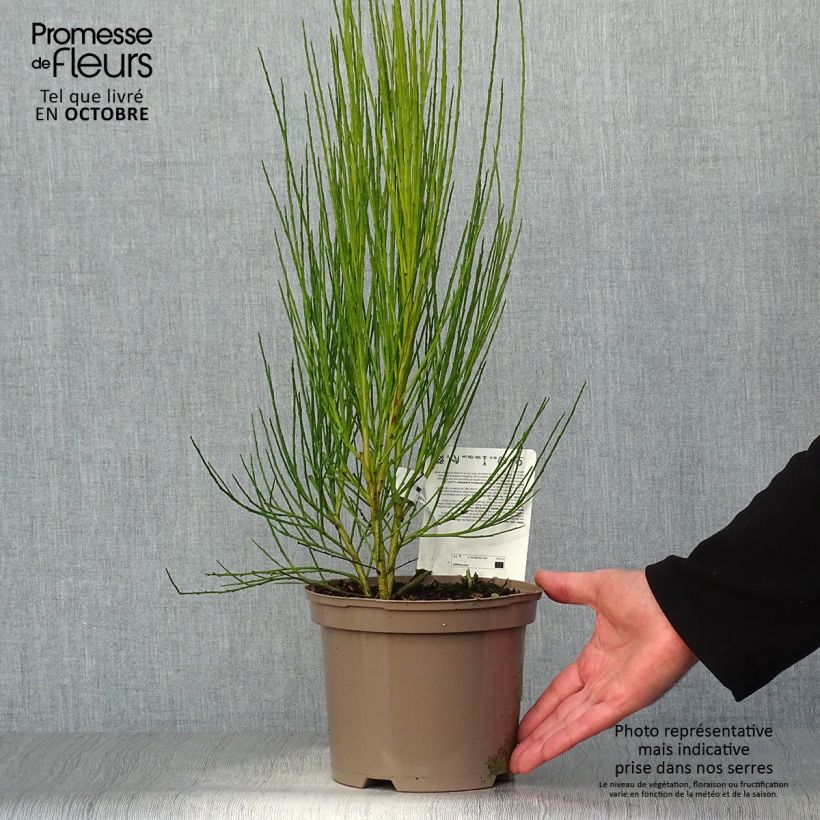Exemplaar van Cytisus scoparius Roter Favorit - Brem Pot van 2 l/3 l zoals geleverd in de herfst