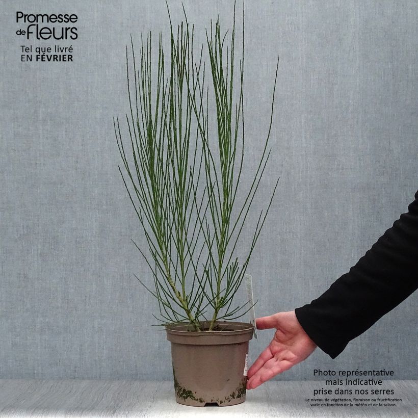 Example of Genêt à balais - Cytisus scoparius Roter Favorit Pot van 2 l/3 l as you get in hiver