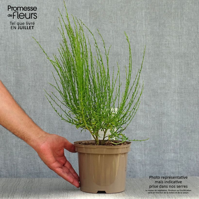 Exemplaar van Cytisus scoparius Roter Favorit - Brem Pot van 2 l/3 l zoals geleverd in de zomer