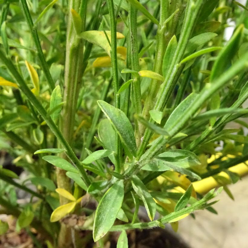 Cytisus scoparius Roter Favorit - Brem (Foliage)