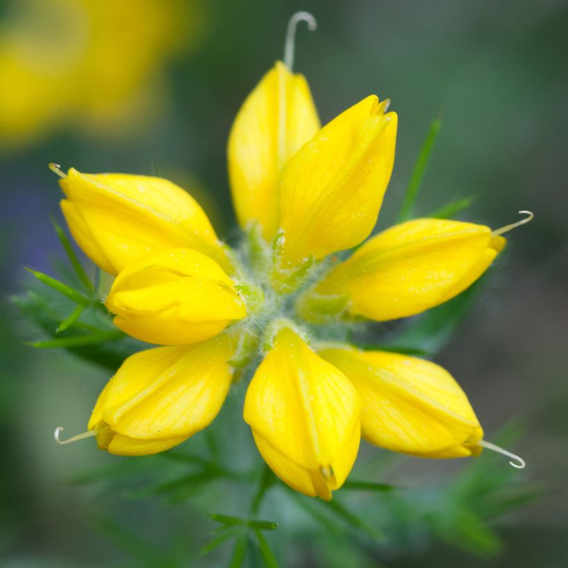 Genista hispanica - Spaanse brem (Flowering)