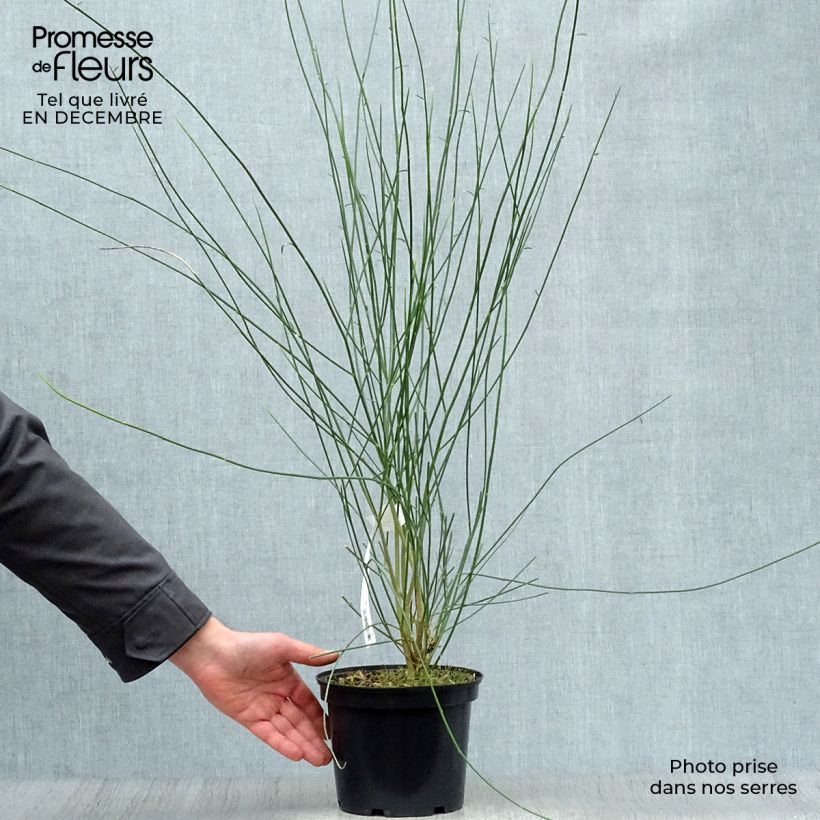 Example of Genêt d'Espagne - Spartium junceum Pot van 2 l/3 l as you get in hiver