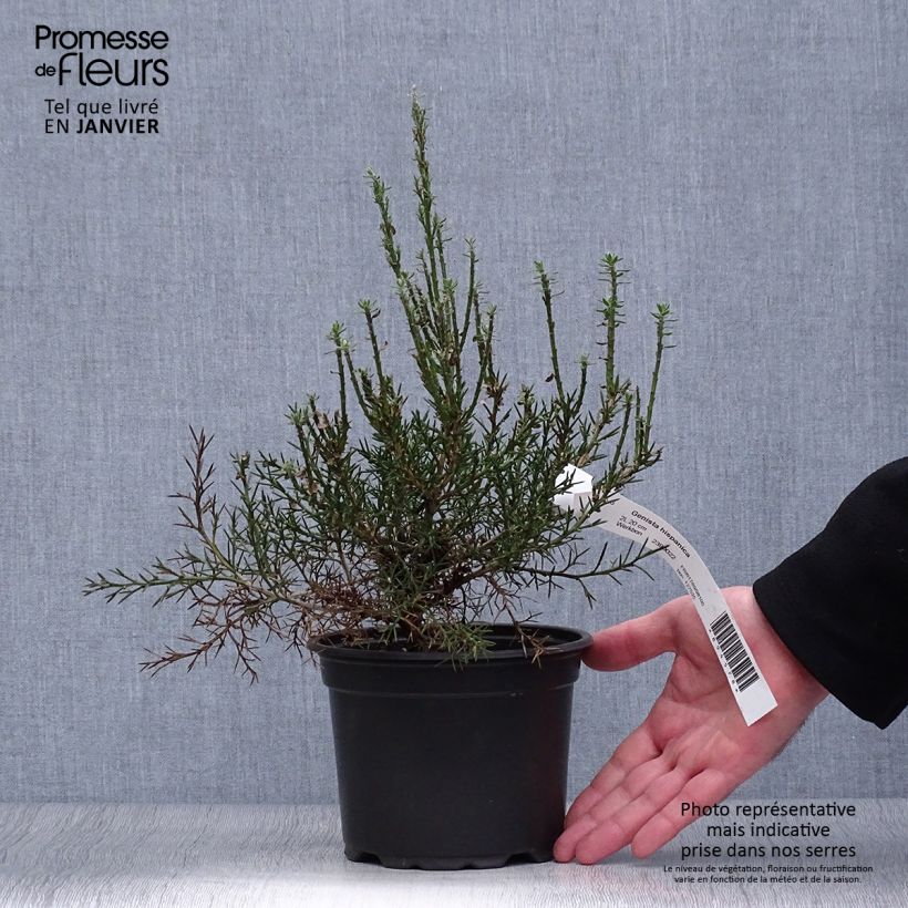 Example of Genêt d'Espagne - Genista hispanica Pot van 2 l/3 l as you get in hiver