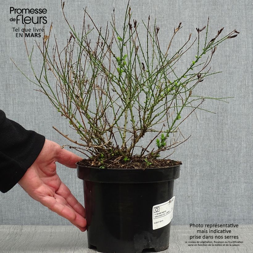 Exemplaar van Genista hispanica - Spaanse brem Pot van 2 l/3 l zoals geleverd in de lente