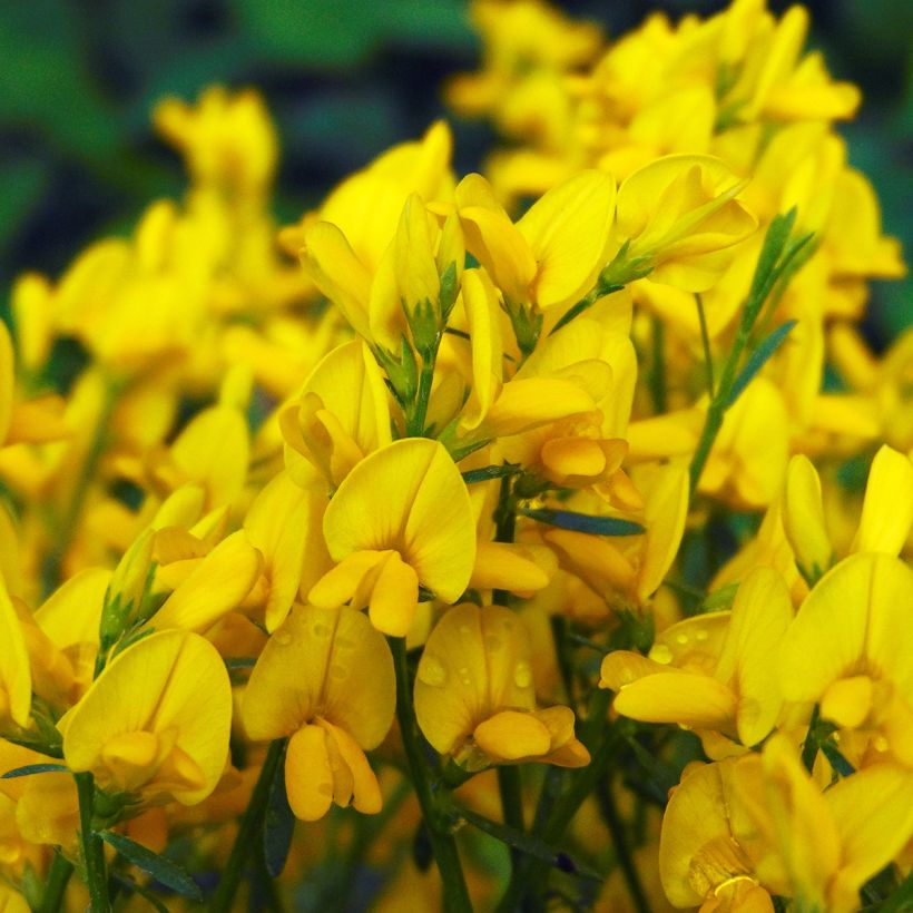 Genista lydia - Heidebrem (Flowering)