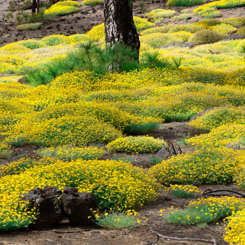 Genista lydia - Heidebrem (Plant habit)