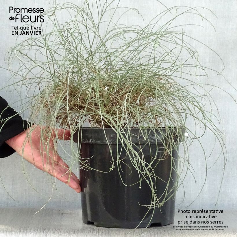 Example of Genista lydia - Heidebrem Pot van 7,5 l/10 l as you get in hiver