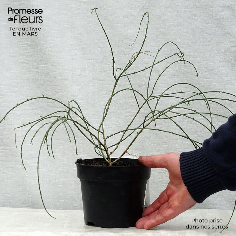 Exemplaar van Genista lydia - Heidebrem Pot van 1 l/1,5 l zoals geleverd in de lente