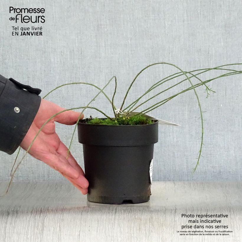 Example of Genista lydia - Heidebrem Pot van 1 l/1,5 l as you get in hiver