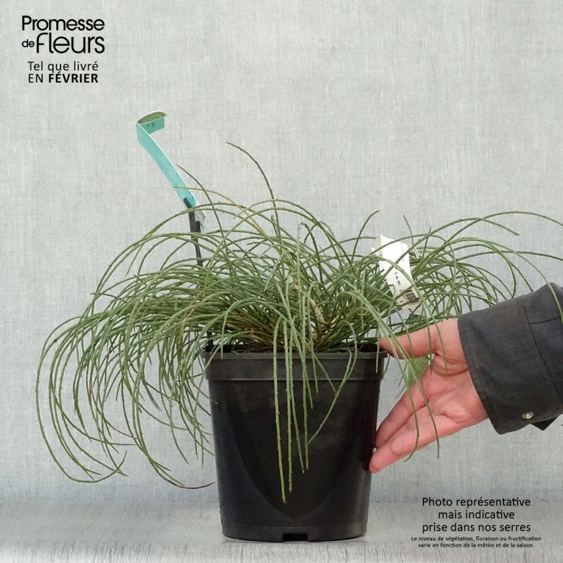 Example of Genista lydia - Heidebrem Pot van 3 l/4 l as you get in hiver