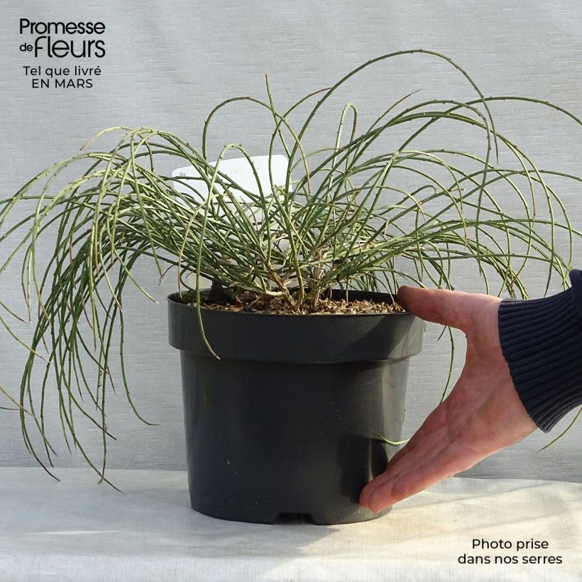 Exemplaar van Genista lydia - Heidebrem Pot van 3 l/4 l zoals geleverd in de lente