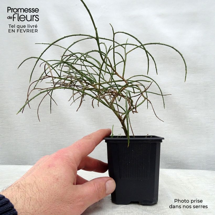 Example of Genista lydia - Heidebrem Kweekpotje van 8/9 cm as you get in hiver