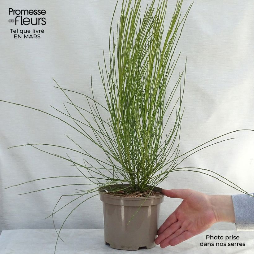 Exemplaar van Cytisus praecox Allgold - Brem Pot van 2 l/3 l zoals geleverd in de lente