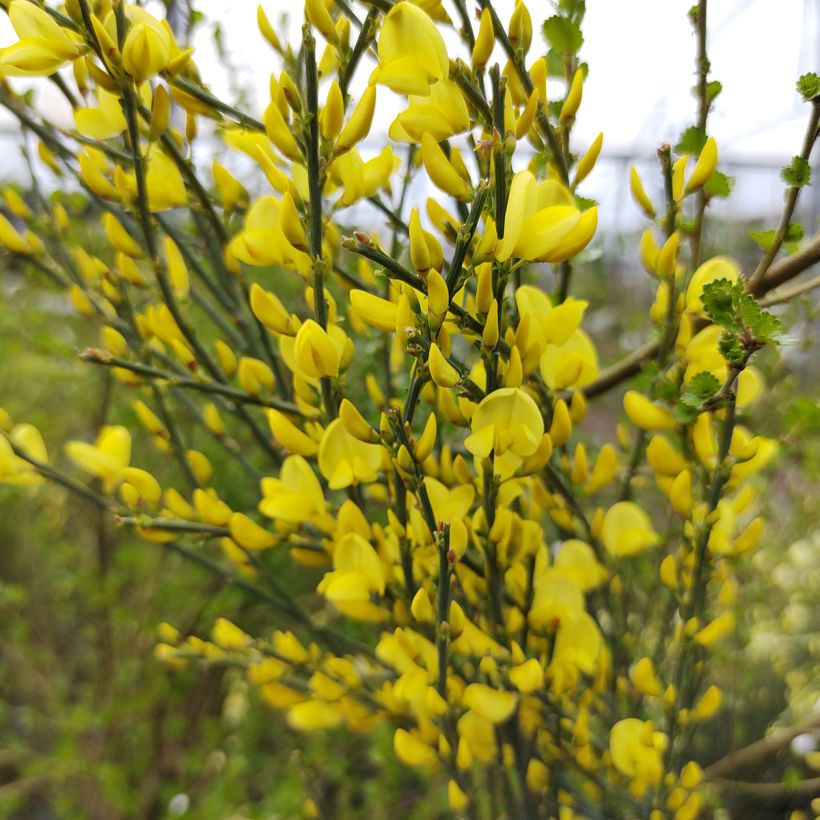 Cytisus praecox Allgold - Brem (Flowering)