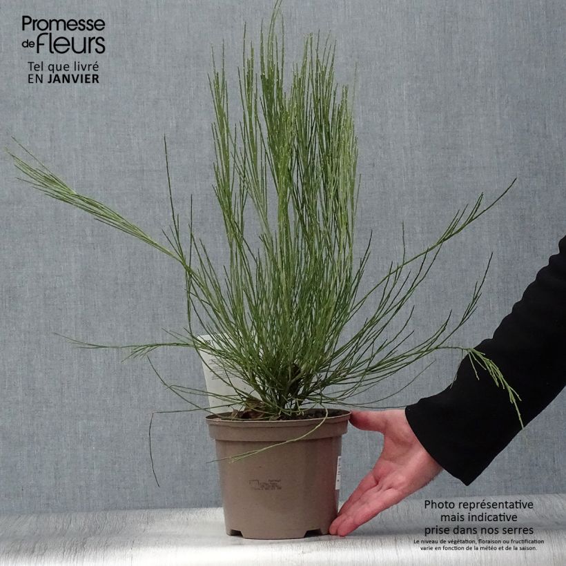 Example of Genêt précoce - Cytisus x praecox Pot van 2 l/3 l as you get in hiver