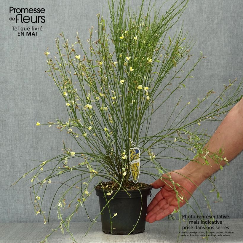 Exemplaar van Cytisus praecox - Brem Pot van 2 l/3 l zoals geleverd in de lente