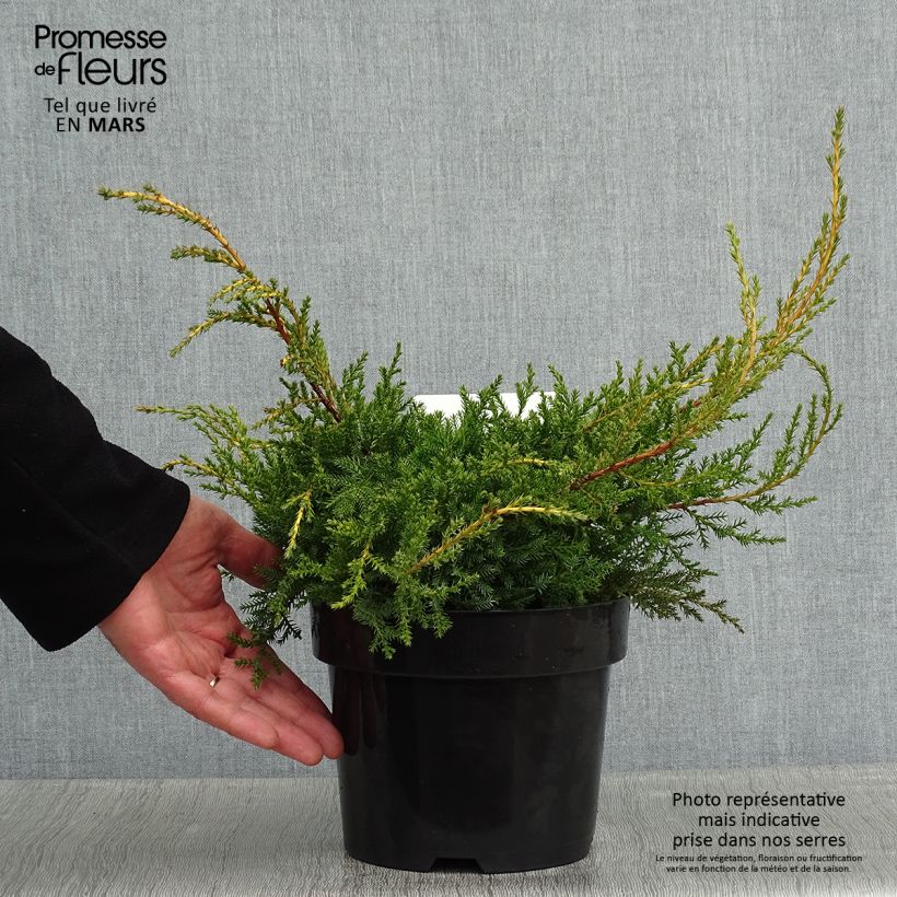Example of Chinese jeneverbes Goldkissen - Juniperus pfitzeriana Pot van 2 l/3 l as you get in hiver