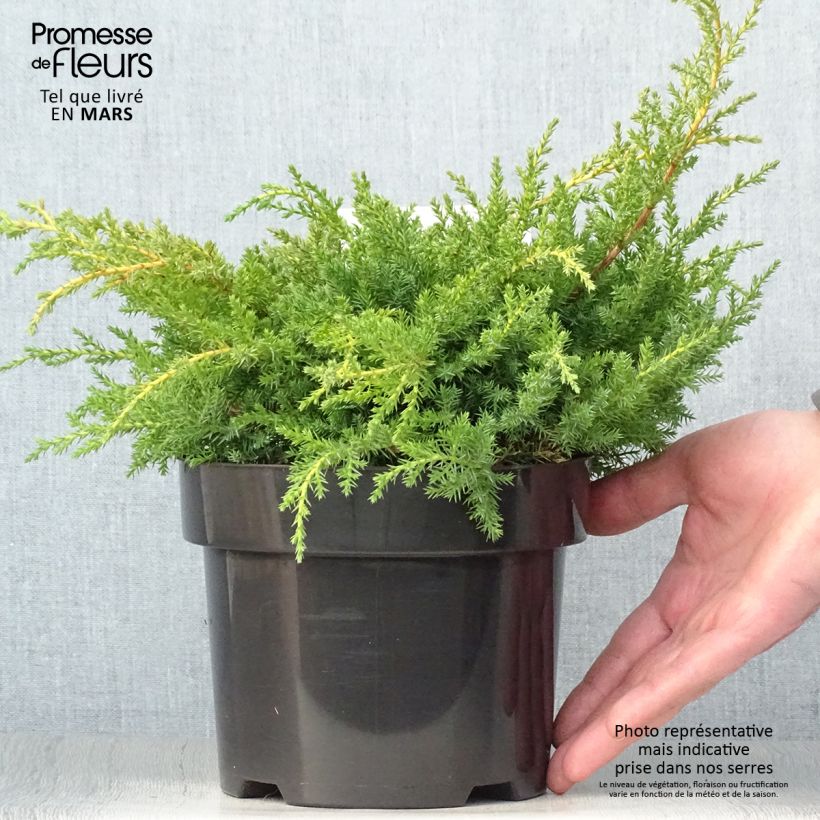 Exemplaar van Chinese jeneverbes Goldkissen - Juniperus pfitzeriana Pot van 2 l/3 l zoals geleverd in de lente