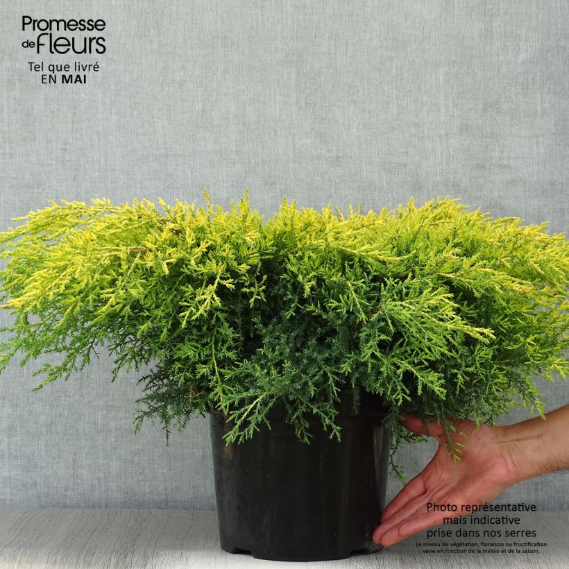 Exemplaar van Chinese jeneverbes Goldkissen - Juniperus pfitzeriana Pot van 7,5 l/10 l zoals geleverd in de lente