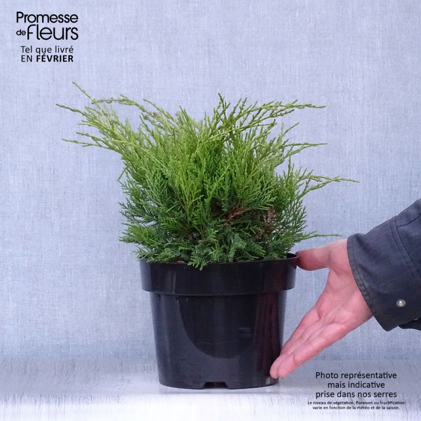Example of Genévrier - Juniperus pfitzeriana Old Gold                Pot van 2 l/3 l as you get in hiver