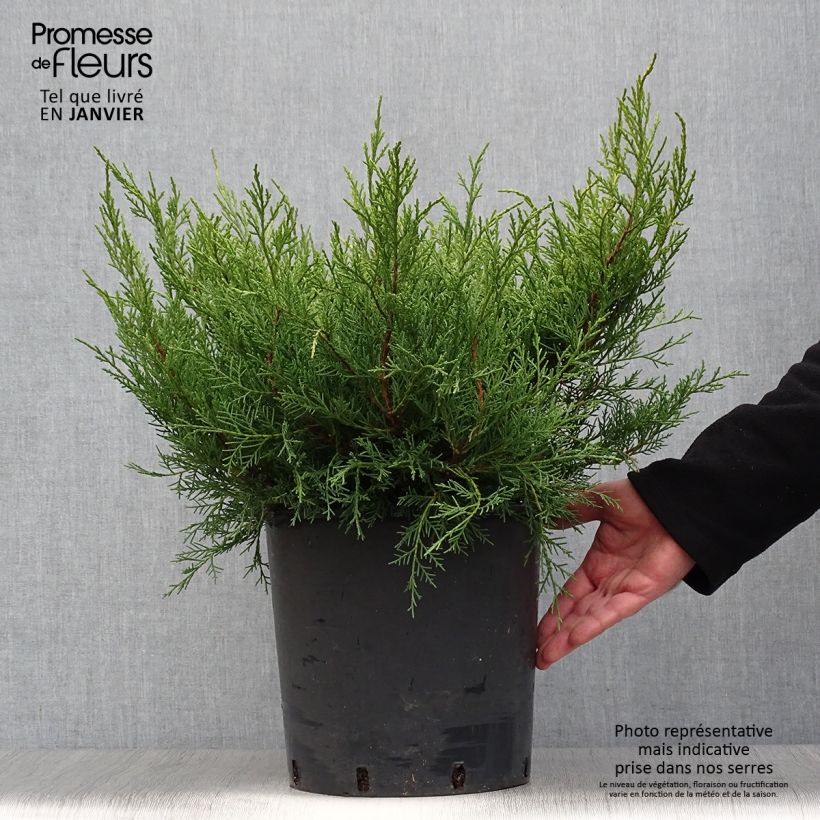 Example of Genévrier - Juniperus pfitzeriana Old Gold                Pot van 7,5 l/10 l as you get in hiver